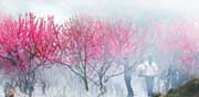 中國（永春）第四屆北溪桃花節(jié)暨第一屆北溪文苑旅游文化節(jié)