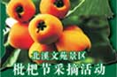 北溪文苑景區(qū)枇杷節(jié)采摘活動